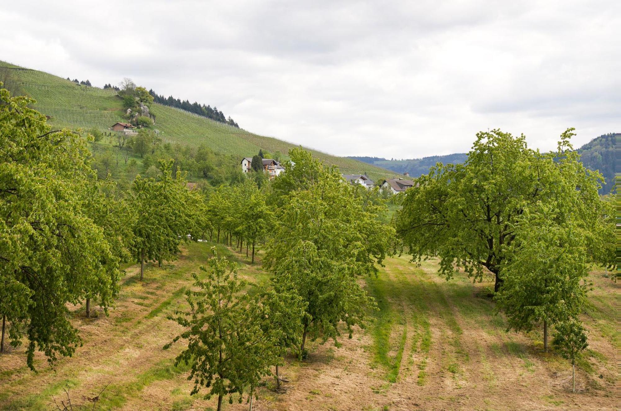 Dasensteinblick Kappelrodeck Bagian luar foto